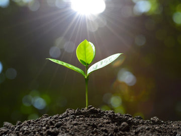 Promession, nieuw leven uit de dood